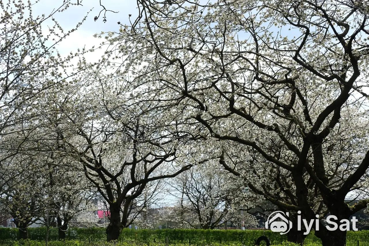 Satılık Bahçe — Evronos, Yunusemre — fotoğraf 1